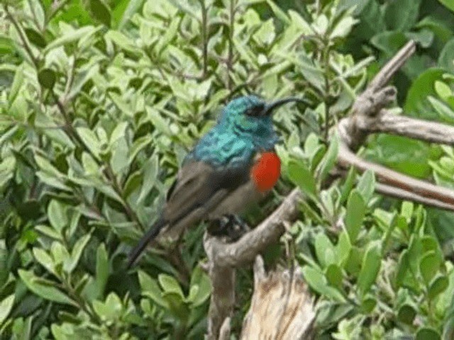 Greater Double-collared Sunbird - ML200855341