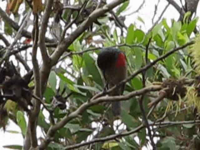 Souimanga à plastron rouge - ML200855351