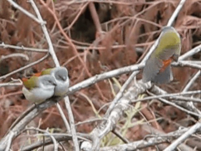 Swee Waxbill - ML200855361