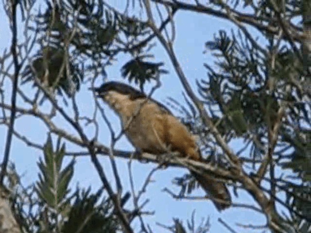 Southern Boubou - ML200855381