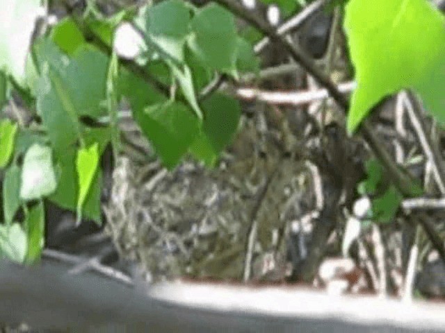 Bell's Vireo (Least) - ML200855431