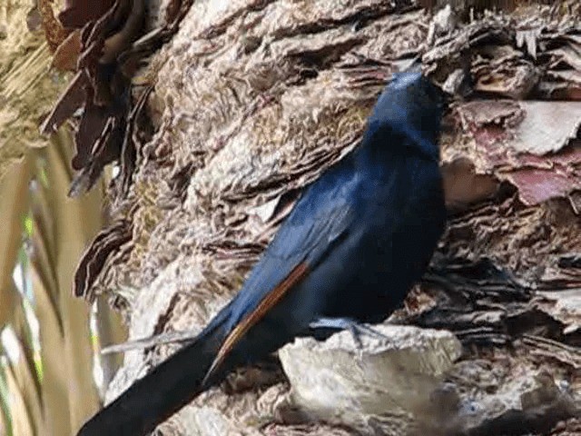 Red-winged Starling - ML200855461