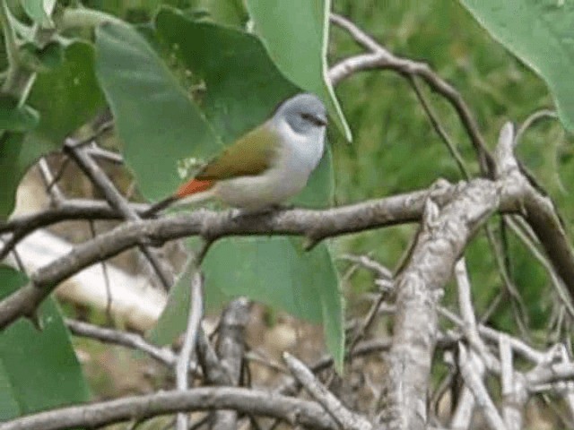Swee Waxbill - ML200855481