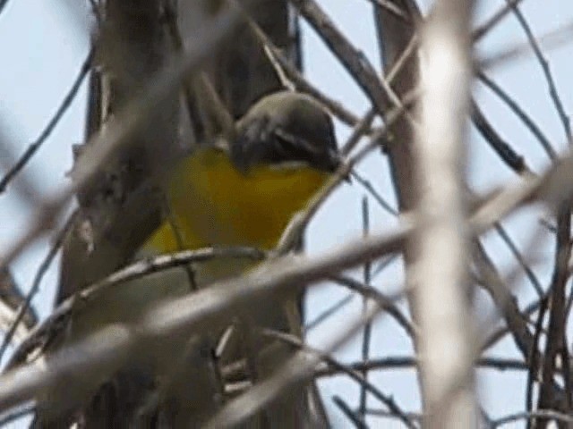 Yellow-breasted Chat - ML200855491