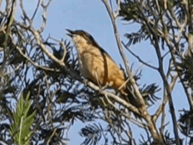 Southern Boubou - ML200855501