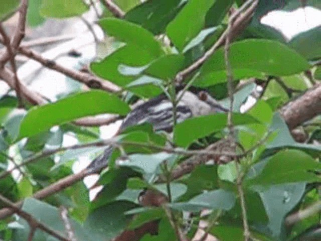 Black-backed Puffback - ML200855511