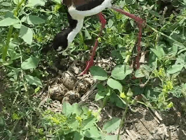 Black-necked Stilt (Black-necked) - ML200855711