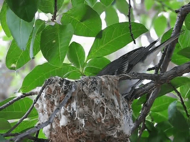 Plumbeous Vireo (Plumbeous) - ML200855731