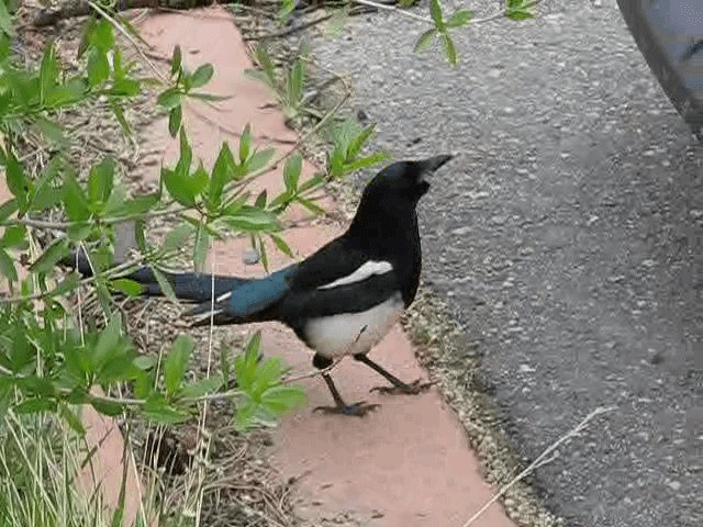 Black-billed Magpie - ML200855741