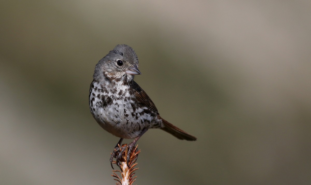 Fox Sparrow (Slate-colored) - Jay McGowan