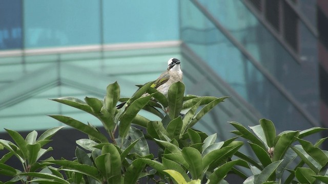 Light-vented Bulbul - ML200856471