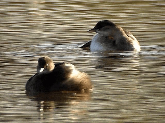 小鸊鷉(ruficollis群) - ML200856481
