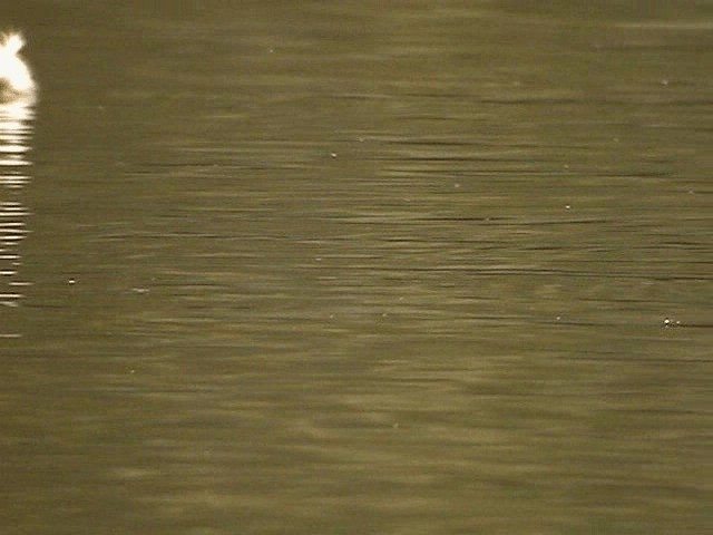 小鸊鷉(ruficollis群) - ML200856491