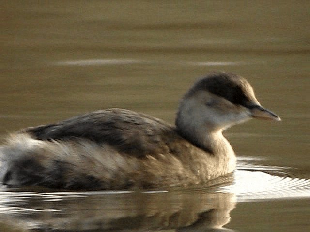 小鸊鷉(ruficollis群) - ML200856501