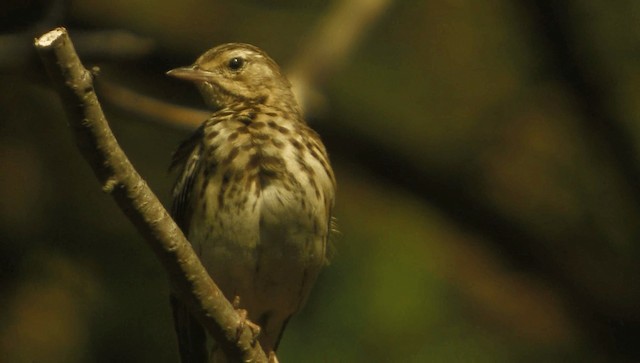 林鷚 - ML200856511