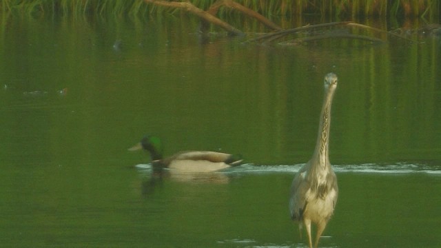 蒼鷺(cinerea/jouyi) - ML200856531