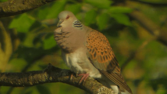 European Turtle-Dove - ML200856561
