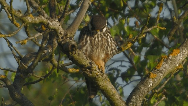 燕隼 - ML200856581