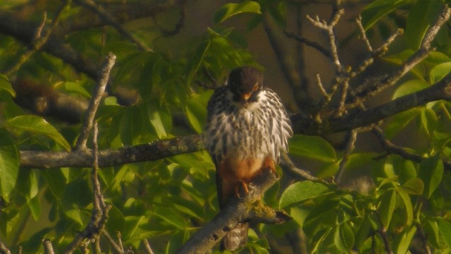 Eurasian Hobby - ML200856591