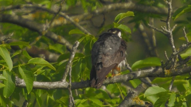 燕隼 - ML200856611