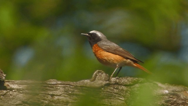 Common Redstart (Common) - ML200856621