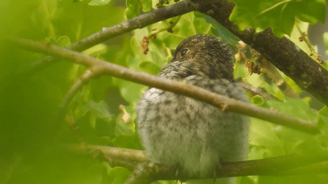 European Pied Flycatcher - ML200856631