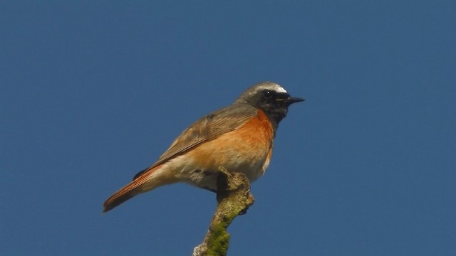 Common Redstart (Common) - ML200856641