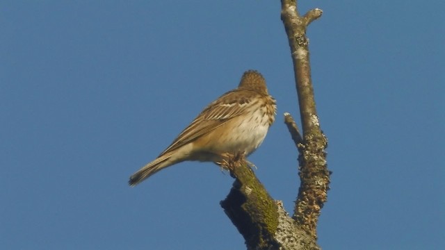 林鷚 - ML200856651