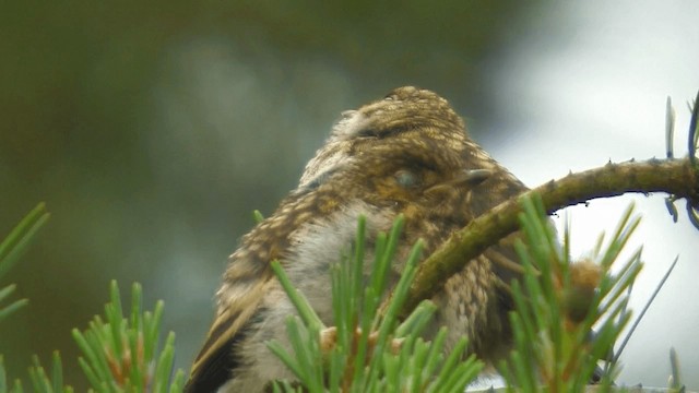 European Pied Flycatcher - ML200856671