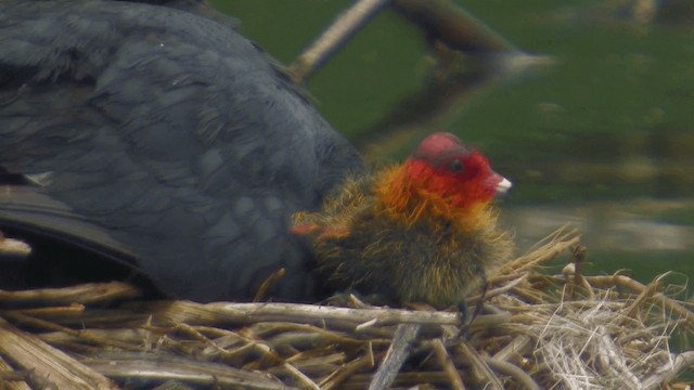 Eurasian Coot - ML200856681