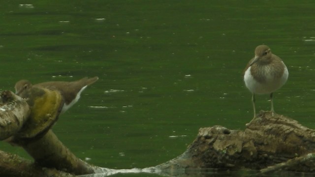 磯鷸 - ML200856701