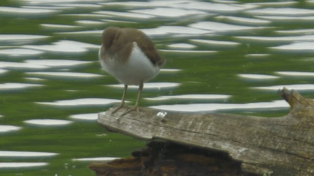 磯鷸 - ML200856711