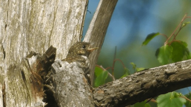 European Pied Flycatcher - ML200856721