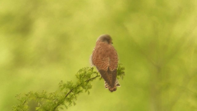 紅隼(tinnunculus群) - ML200856731