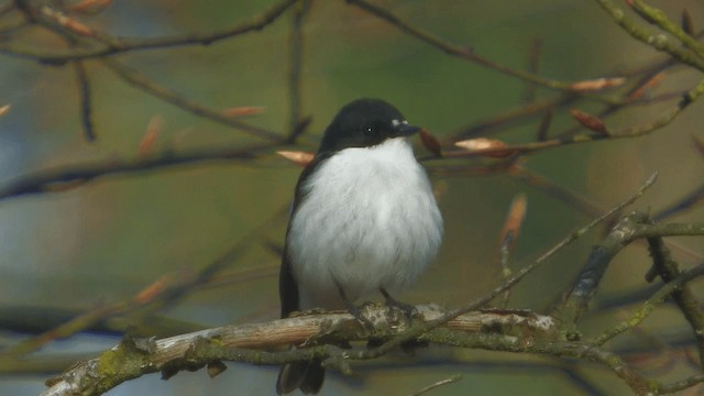 European Pied Flycatcher - ML200856741