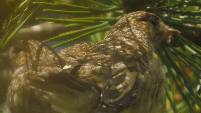 European Pied Flycatcher - ML200856751
