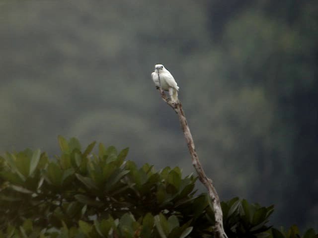 White Bellbird - ML200856761