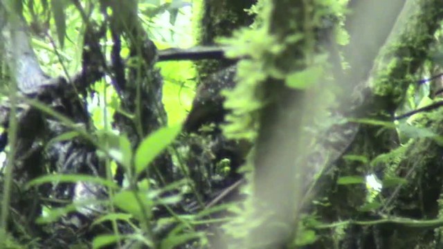 Tapaculo Ocelado - ML200856781