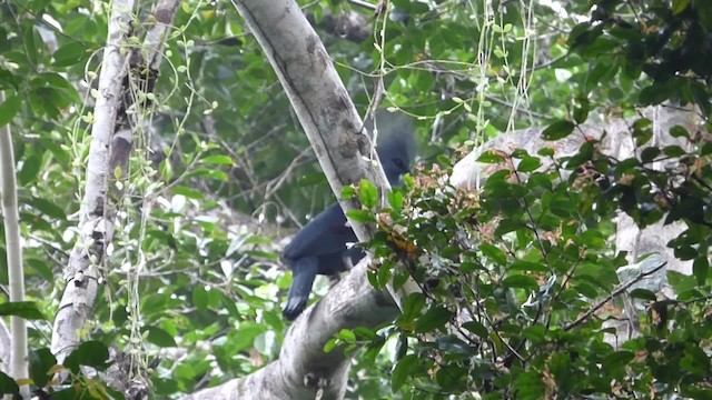 Western Crowned-Pigeon - ML200856821