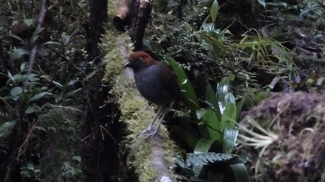Grallaire à nuque rousse - ML200856861