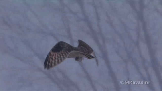 Short-eared Owl - ML200856931