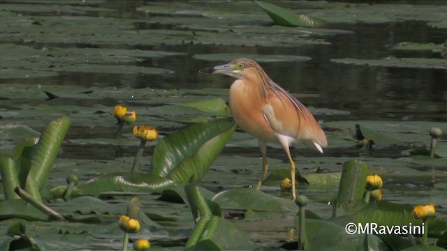 Squacco Heron - ML200856941