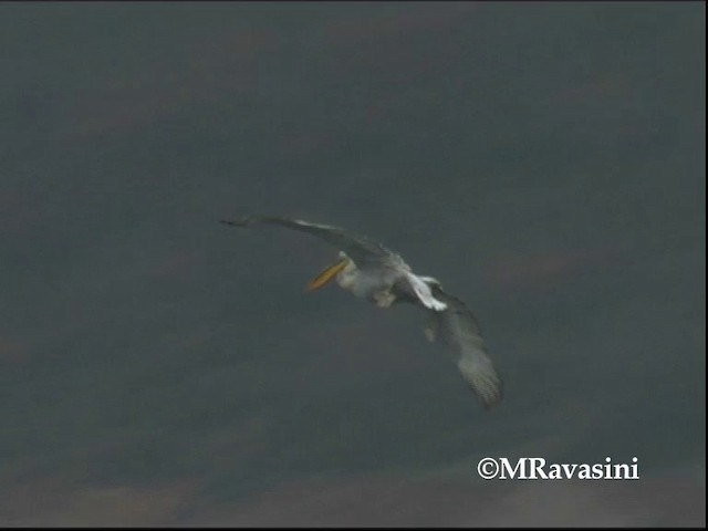 Dalmatian Pelican - ML200857041