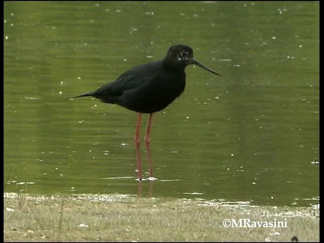 Кулик-довгоніг чорний - ML200857071