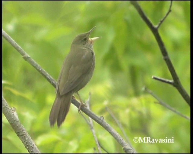 River Warbler - ML200857101