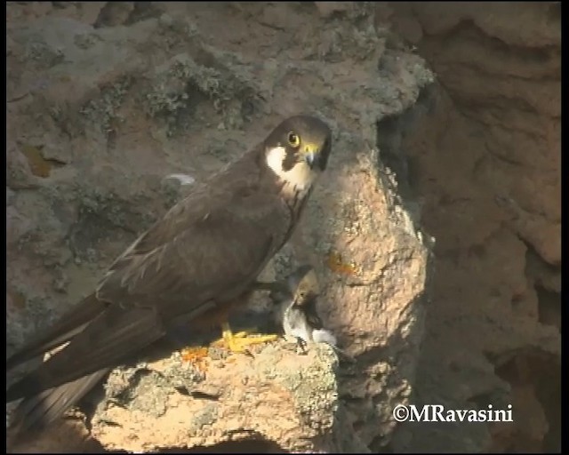 Eleonora's Falcon - ML200857111