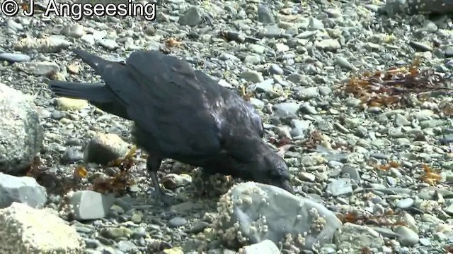 Common Raven - ML200857161