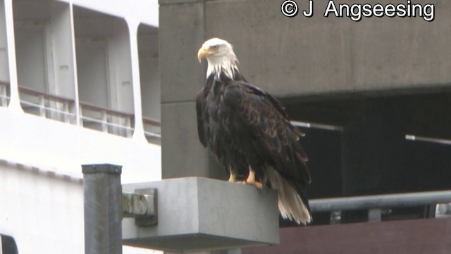 Bald Eagle - ML200857181