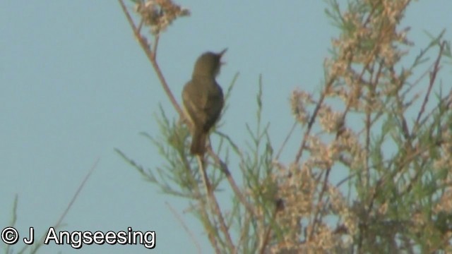 Eastern Olivaceous Warbler - ML200857191