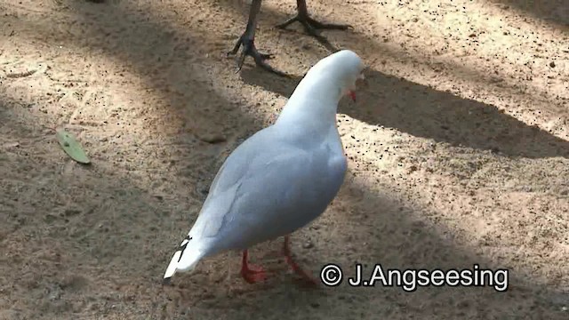 Silver Gull (Silver) - ML200857221